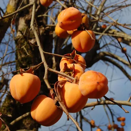 Maison Pour 6 Pers. Avec Piscine Privee Et Animaux Acceptes - Fr-1-616-83 * Montignac-Lascaux