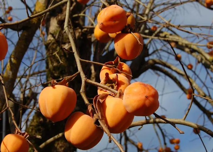 Maison Pour 6 Pers. Avec Piscine Privee Et Animaux Acceptes - Fr-1-616-83 * Montignac-Lascaux